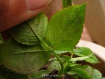 月季紅蜘蛛蟲(chóng)害預(yù)防辦法，推薦3種藥物