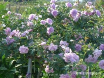 推薦4款月季品種，輕松打造小型月季花墻