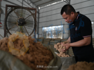 南陽新一季艾草成熟了，90后顯現(xiàn)對(duì)艾制品購買力