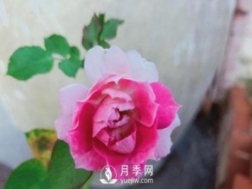 適合在廣東的夏季種植的耐熱月季有哪些？