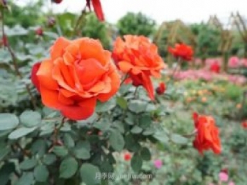 上海哪里月季花最美？到這些公園來(lái)看月季吧！