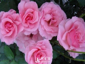 溫室月季小苗種植需要注意哪些事項(xiàng)？
