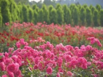 月季打造美麗鄉(xiāng)村，南陽月季美化衢州鄉(xiāng)村振興之路
