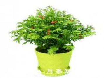 盆栽紅豆杉的養(yǎng)護(hù)管理知識 速來圍觀