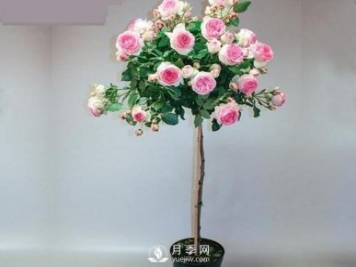 安徽樹(shù)狀月季種植施肥有哪些技術(shù)要點(diǎn)呢？