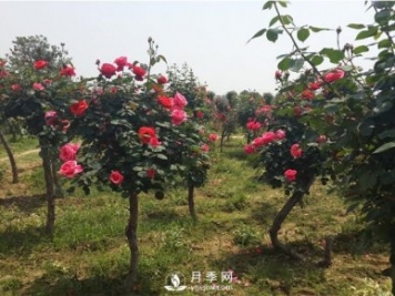 三門峽月季花如何做能快速進入下一波花期？