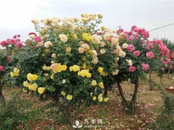 武漢冬季園林綠化帶的月季，修剪技巧