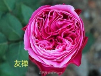 花型漂亮，8個(gè)友禪系列月季推薦