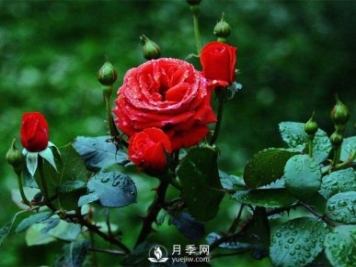 洛陽夏季養(yǎng)藤本月季的技巧，花友快來看看吧