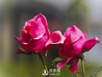 淄博樹狀月季好看，要學(xué)會嫁接這個妙招