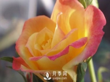 泰安大花月季在施肥時，有需要注意些什么？