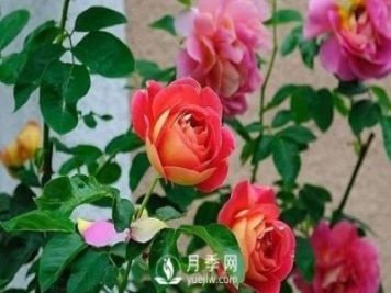 德州大花月季在日常中，怎么嫁接育苗和管理？