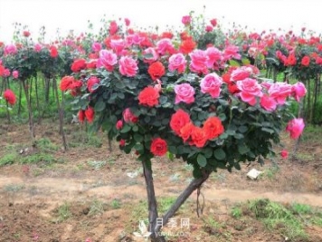 樹狀月季花都能有什么樹的樹樁可以來嫁接？