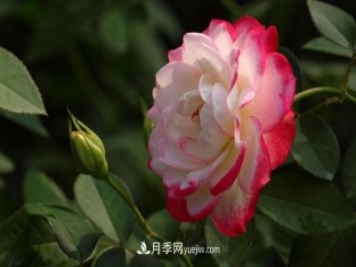 月季常見的病蟲害問題！月季這么養(yǎng)，芬芳留給你