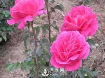 地栽南陽月季的水分管理工作怎樣進(jìn)行？