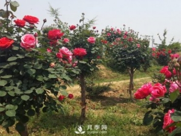 月季樹長得好好的為什么要嫁接呢？