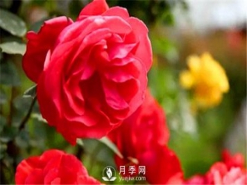 地栽月季，春季如何施肥？