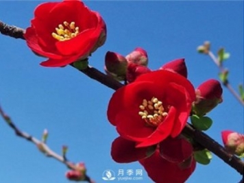 海棠的繁殖方法，景觀盆栽與管理