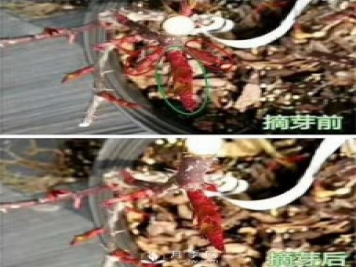初春，月季抹芽攻略，一定要知道的五大原則