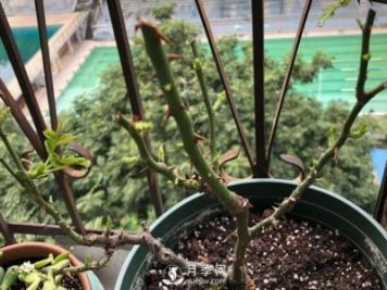 月季如何抹芽？這三類芽必除之！