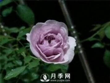 爆款月季“藍色陰雨”，火遍網(wǎng)絡