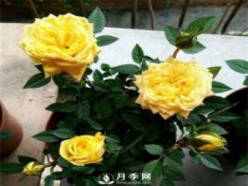 月季謝花后快速?gòu)?fù)花的方法