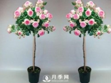 美哭！超級(jí)棒的棒棒糖迷你月季樹(shù)