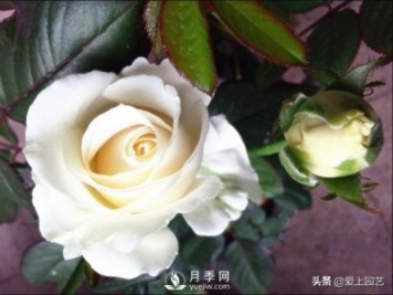 雪山系列月季品種，美麗的手捧花，還是經(jīng)典的花園明星