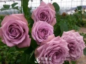 40種藍紫色月季品種大盤點，經(jīng)典品種都在這了
