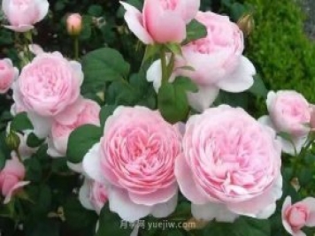 瑞典女王月季一年開(kāi)幾次花？有哪些優(yōu)缺點(diǎn)？