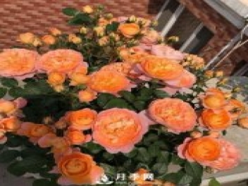 果汁陽臺(tái)，近年來流行的陽臺(tái)盆栽微型月季