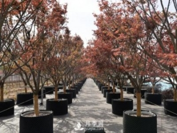 28項(xiàng)行業(yè)標(biāo)準(zhǔn)，198項(xiàng)地方標(biāo)準(zhǔn)，助推北京園林綠化高質(zhì)量發(fā)展