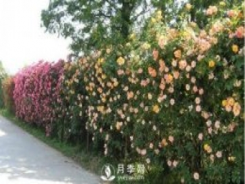 做花墻除了藤本月季花墻，還有這4種花
