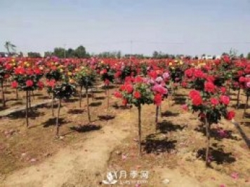 安徽阜陽網(wǎng)紅打卡地誕生：阜南恒居月季花海等您來！