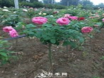 花農(nóng)又出新花樣！歐月嫁接到樹(shù)上，歐月棒棒糖