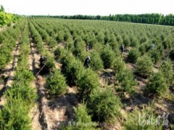 河北邢臺：景觀苗木助增收