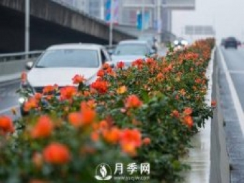 月季花期可調(diào)控，看武漢10月中旬月季花艷麗開放