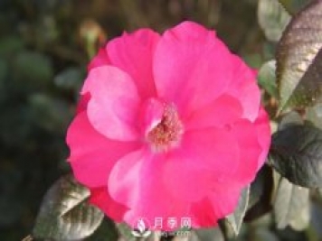 泰達(dá)天使月季