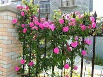 一年四季開花不斷，花墻花柱造型任你塑造