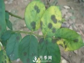 養(yǎng)護(hù)好月季花，這些蟲害技巧你要知道