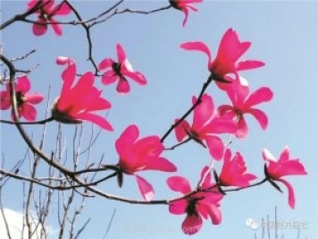 玉蘭新品種，走出宜昌五峰的紅花玉蘭
