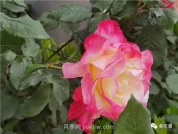 市花月季扮靚陜西渭南，朝陽(yáng)大街成了鮮花大道