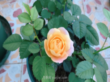7月月季常爆發(fā)這3種蟲(chóng)害，對(duì)癥下藥無(wú)煩惱