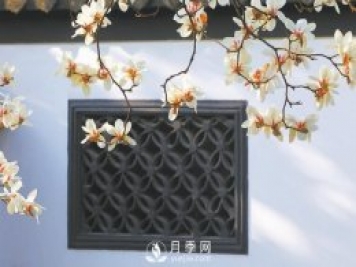 紫玉蘭名為辛夷，其實是份“心意”！了解玉蘭文化