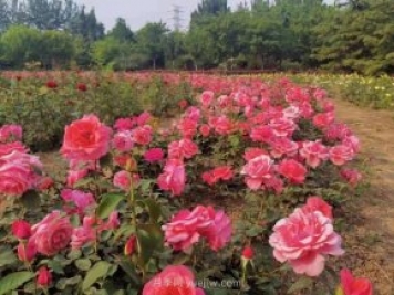 北京南海子公園近8萬(wàn)株月季花美麗盛開