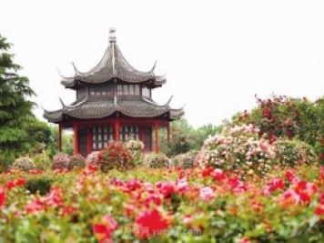 看月季賞艾草 南陽臥龍區(qū)七里園鄉(xiāng)達士營村開街迎賓