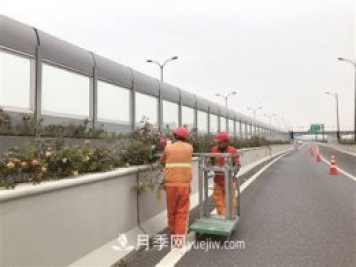 杭州市35萬(wàn)株高架月季花進(jìn)入冬季修剪期