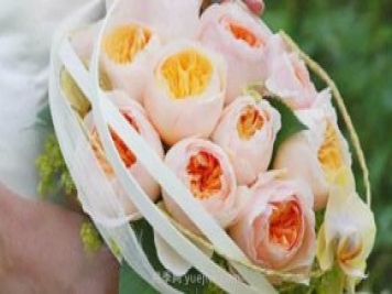 真宙月季和朱麗葉月季進行對比，優(yōu)缺點一目了然
