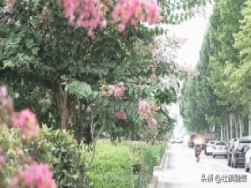 南陽(yáng)社旗：紫薇花開(kāi)香滿(mǎn)城