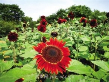 2021年鄭州植物園向日葵花展，6萬余株葵花向陽而開